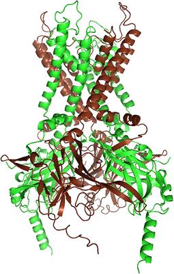 EAST/SeSAME Syndrome and Beyond: The Spectrum of Kir4.1- and Kir5.1-Associated Channelopathies